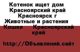 Котенок ищет дом - Красноярский край, Красноярск г. Животные и растения » Кошки   . Красноярский край